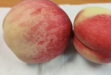 水蜜桃和牛奶能一起吃吗 水蜜桃和牛奶搭配的好处