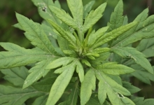 三伏天用艾草养生有哪些方法 三伏天养生的方法有哪些